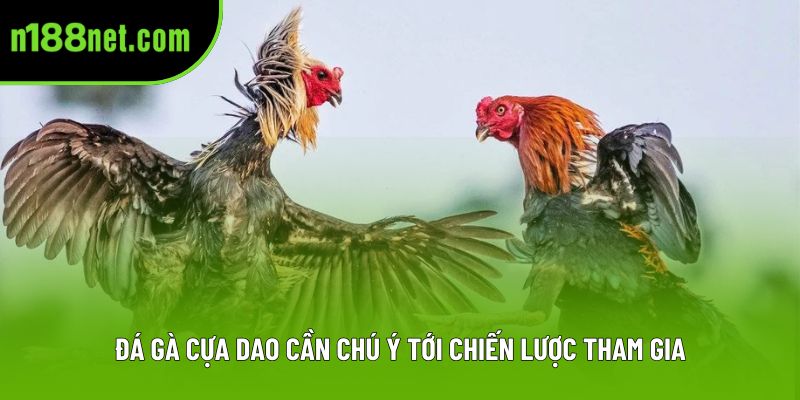 Đá gà cựa dao cần chú ý tới chiến lược tham gia Đá gà cựa dao cần chú ý tới chiến lược tham gia