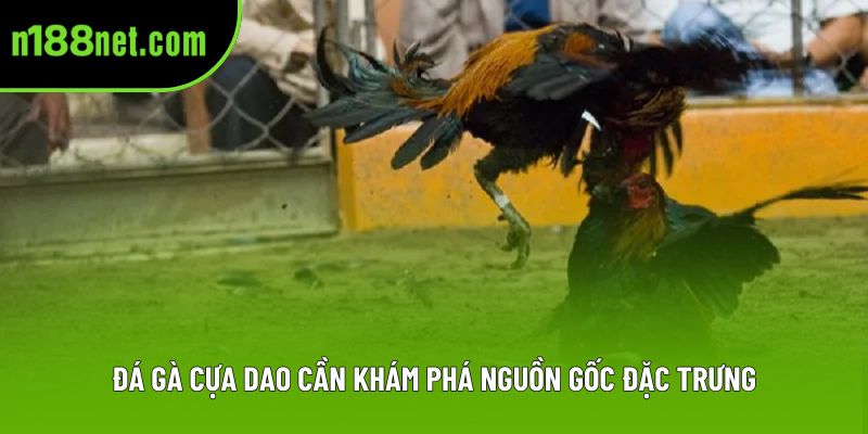 Đá gà cựa dao cần khám phá nguồn gốc đặc trưng Đá gà cựa dao cần khám phá nguồn gốc đặc trưng