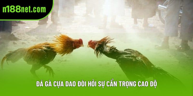 Đá gà cựa dao đòi hỏi sự cẩn trọng cao độ Đá gà cựa dao đòi hỏi sự cẩn trọng cao độ