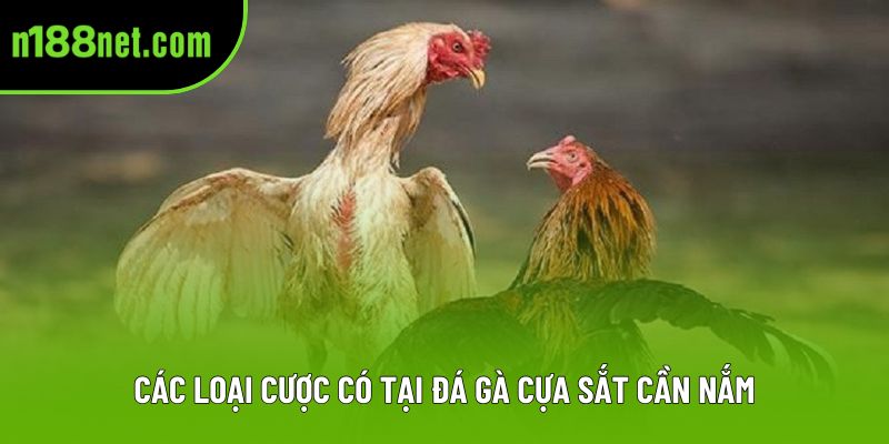 Các loại cược có tại đá gà cựa sắt nên nắm Các loại cược có tại đá gà cựa sắt nên nắm