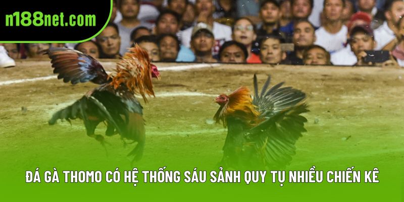 Đá gà Thomo có hệ thống sáu sảnh quy tụ nhiều chiến kê Đá gà Thomo có hệ thống sáu sảnh quy tụ nhiều chiến kê