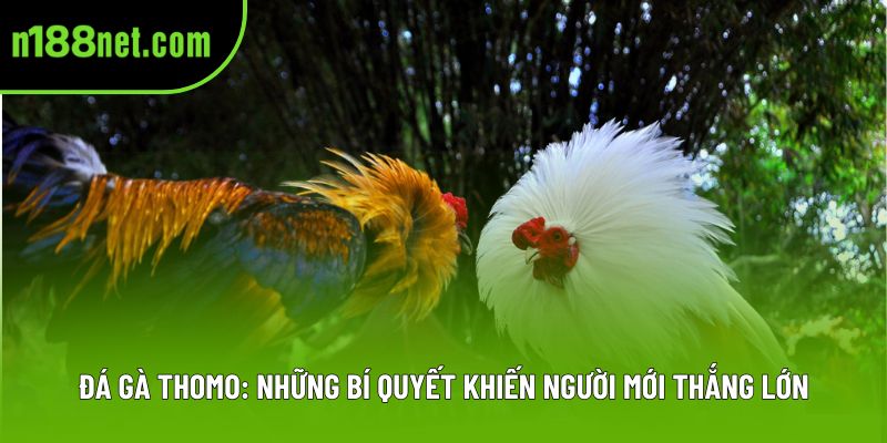 Đá Gà Thomo: Những Bí Quyết Khiến Người Mới Thắng Lớn